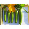 Long light green  vegetable cucurbita pepo hybrid summer squash seeds